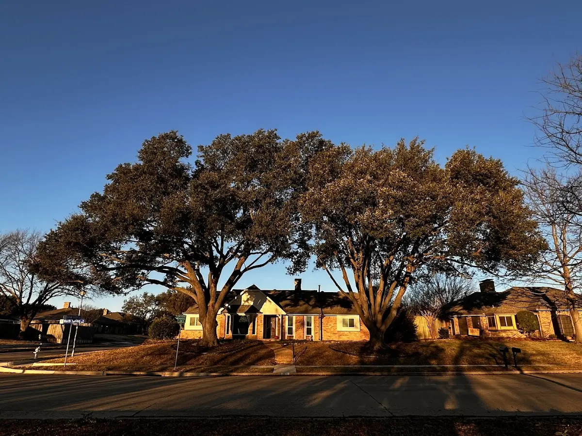 Established residential canopy tree shading a home in Wadley